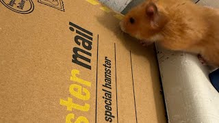 Send Hamster Mail February Unboxing