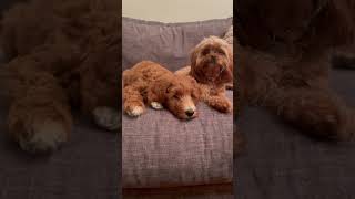 Poor Harley.. #funny #cute #doglover #dogvideo  #australianlabradoodle #cavapoo
