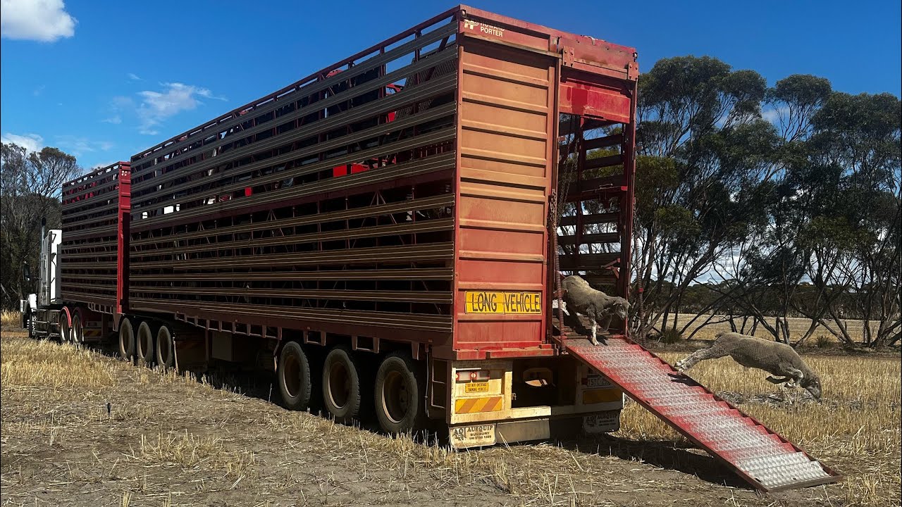 Moving Sheep Down Under