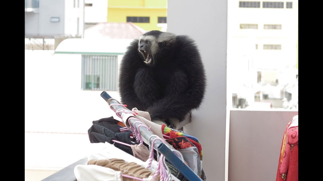 Pileated gibbon singing on a Phnom Penh city street