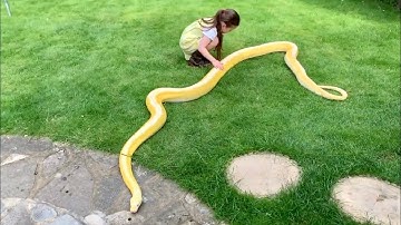 A very young, professional Reticulated Python keeper and wrangler.