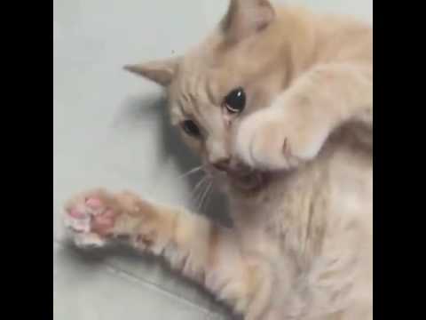 special needs animals for adoption near me Shelter tour 6/3/2016 10 pm