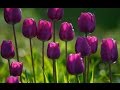 "Жизнь прекрасна" Джеймс Ласт - Весна пришла! #Музыка