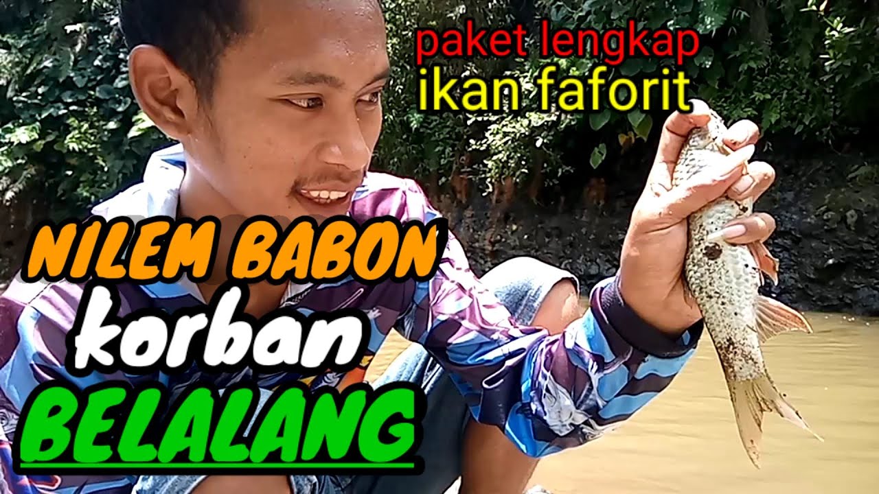 MANCING UMPAN BELALANG| PAKET KOMPLIT IKAN BURUAN FAFORIT 