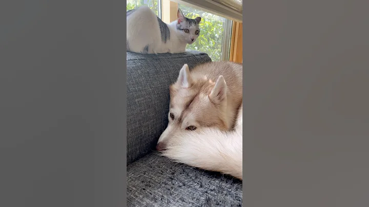 Video 8658371: siberian cat living