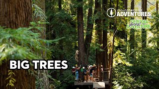 Sequoia Aerial Adventure Big Trees - Mount Hermon Adventures