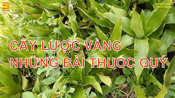 Cây Lược Vàng (Lan vòi) - những bài thuốc rất hay l Dovahi6
