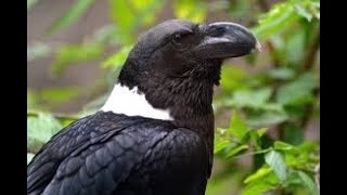 WHITE NECKED RAVEN by Jean Baptiste