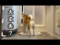 飼い主がお風呂に入ってる間の様子を見てみたら優しすぎる柴犬のとった行動がすごすぎました…