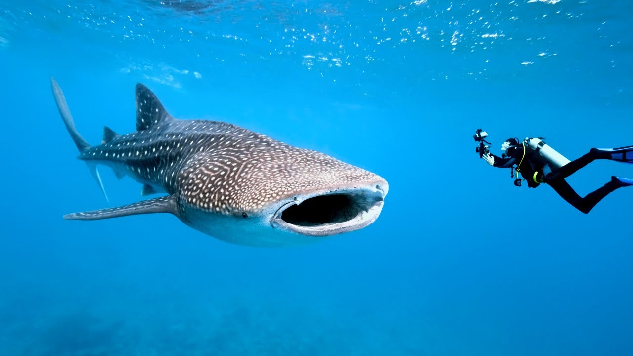 Swimming With Whale Sharks And Manta Rays - Isla Mujeres, Mexico