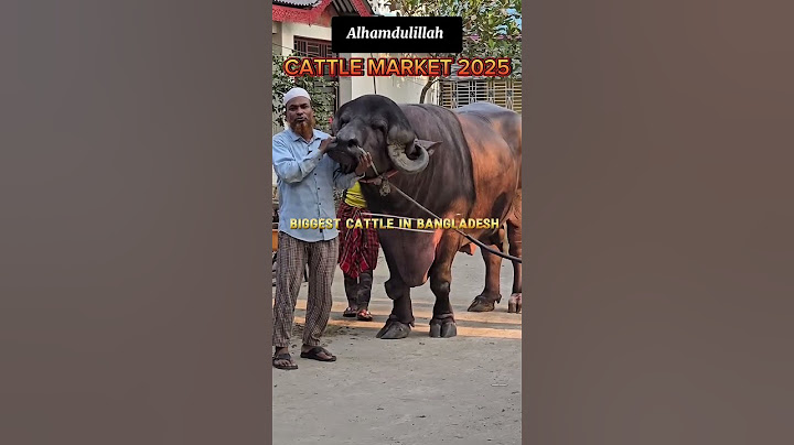 ১০ লক্ষ টাকার গরু! ২০২৫ সালের সেরা কুরবানির ষাঁড় || Quarbani Eid 2025 in Bangladesh || গরুর হাট ২০২৫