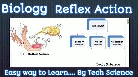 Reflex Action | reflex arc | control and coordination | what is reflex action | tech science