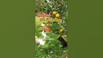 Một chút yên bình ngày mới với núi rừng, cây cỏ và những bạn 4 chân 🐕🍊 #dog #animals #pets #doglife