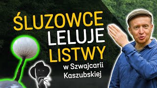 🌲 Śluzowce, leśne leluje i inne wiązy - czyli przyroda Szwajcarii Kaszubskiej!🌲&quot;o Lesie&quot; odc.55