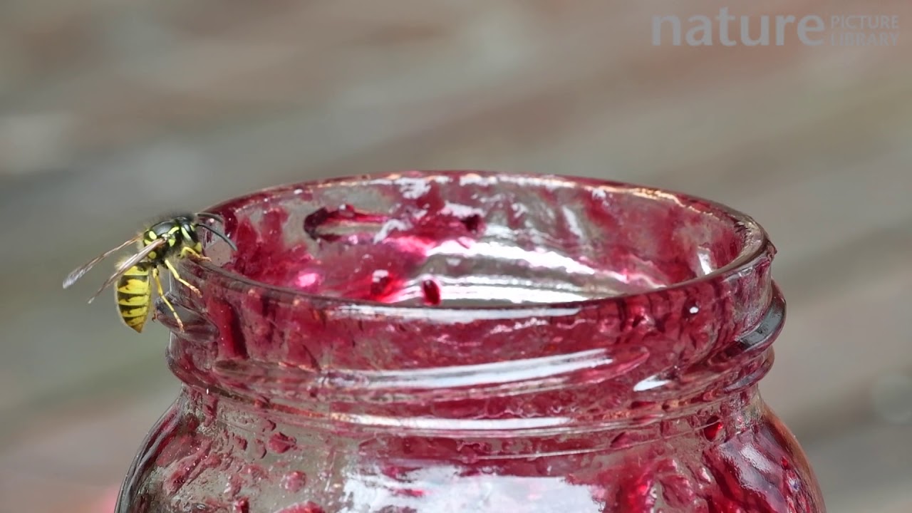 footage of chernobyl Common wasp feeding on jam inside a jar, Belgium, August.