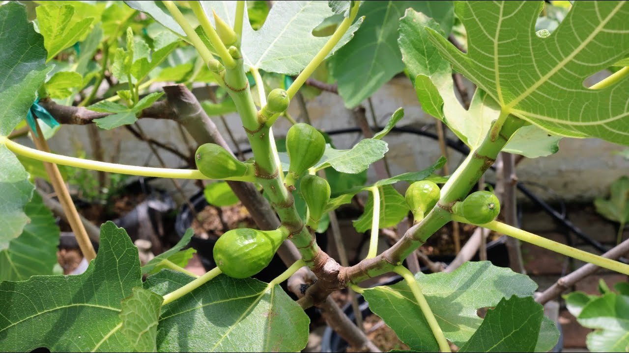 Criteria for Productive Fig Tree Varieties YouTube