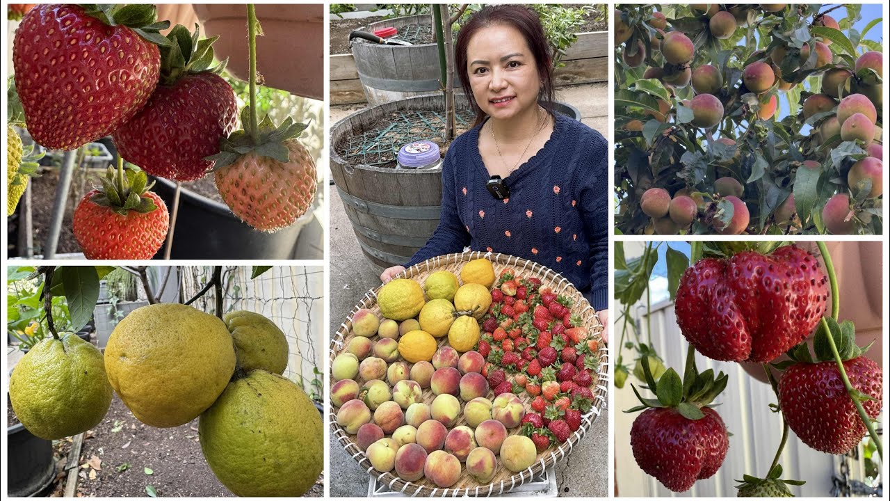 Hái giàn dâu tây trái to ngọt sai trĩu quả, đào lông, chanh ngọt, review trái cây tại vườn ở Úc