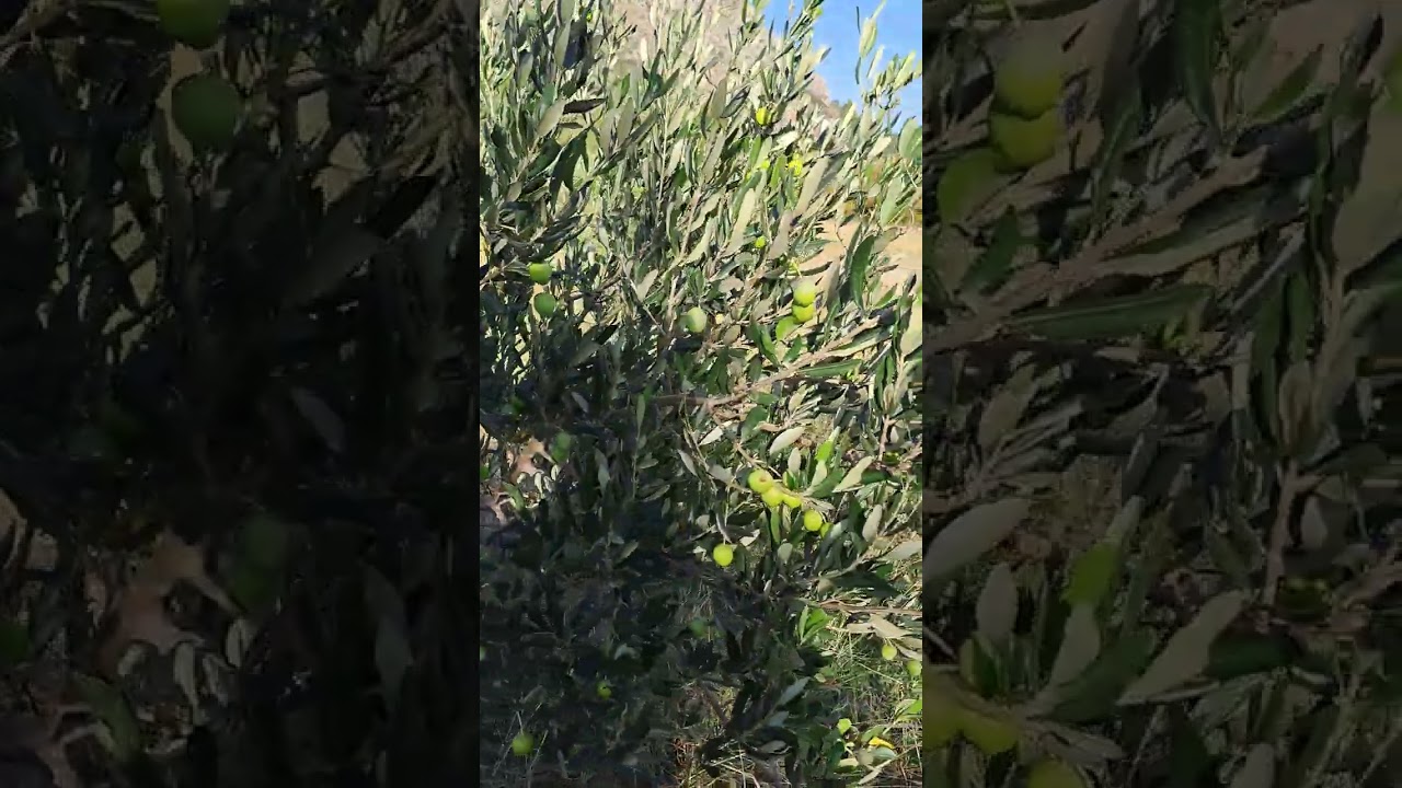 Oblica, orkula, kraljica...