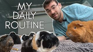 What a Day of Caring for 80 Guinea Pigs Actually Looks Like