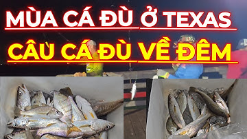 Câu Cá ĐÙ Về Đêm Ở Seawolf Park....