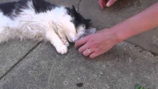 Spazcat on catnip.