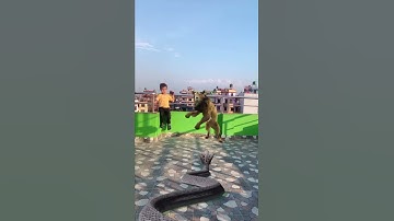 Giant Snakes Attacks | Naagin Vs Lion Vfx Video | Nagin Nagin Viral Magic Video | chhotu lion bangya