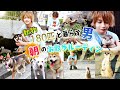 多頭飼いの朝の散歩ルーティンに密着したらパワフル過ぎた…！ Walking routine