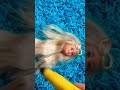 DIY Barbie Magic! Create Fun Hacks with Ease! ✨ #shorts