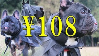 犬のハロウィン手作りコスプレ 100均マントでドラキュラに変身 Youtube