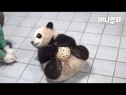 꼬꼬마였던 귀요미 푸바오가 벌써 3짤이야아~ㅣFu Bao Gets Touched By Her 3rd <strong>Birthday</strong> <strong>Present</strong>