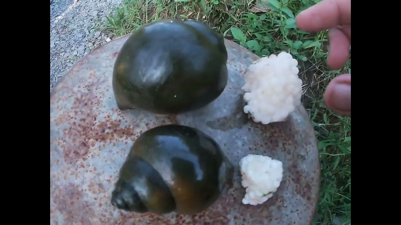 Cách nhận biết giữ bươu xanh và bươu đen