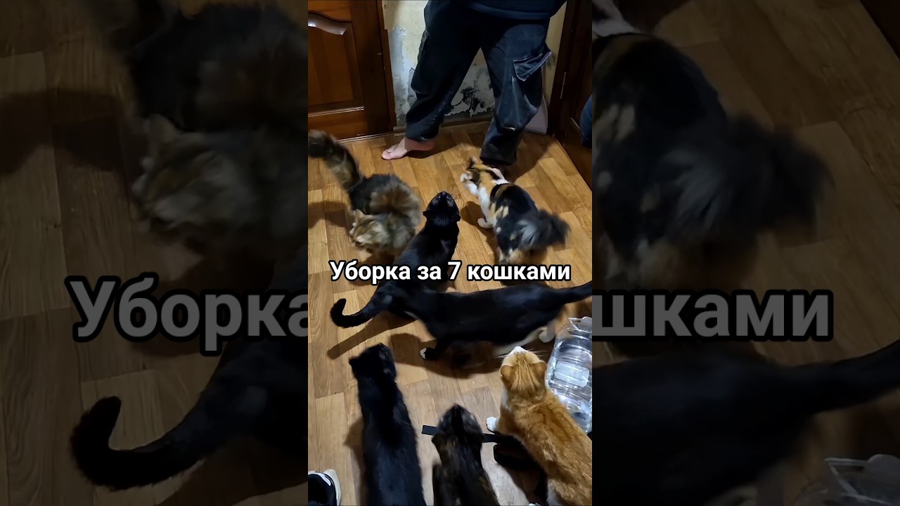 Как я поддерживаю чистоту в доме с 7 кошка! #уборка #коты #кошки #чистота