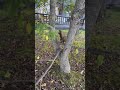 エゾリス