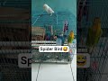 usblus Spider Bird😍#birds #parrot #funnyvideo #lovebirds #cute
