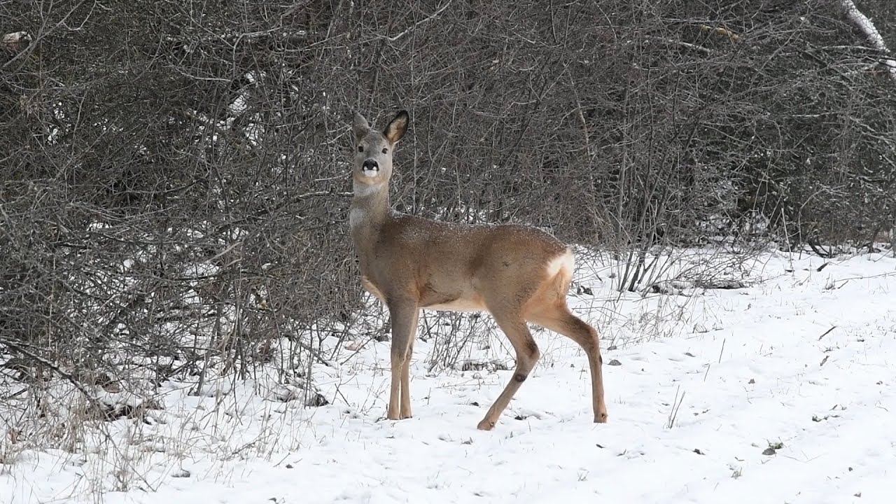В суспільстві тварин.