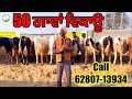 50 cows for sale  50   cowforsaleonyoutube