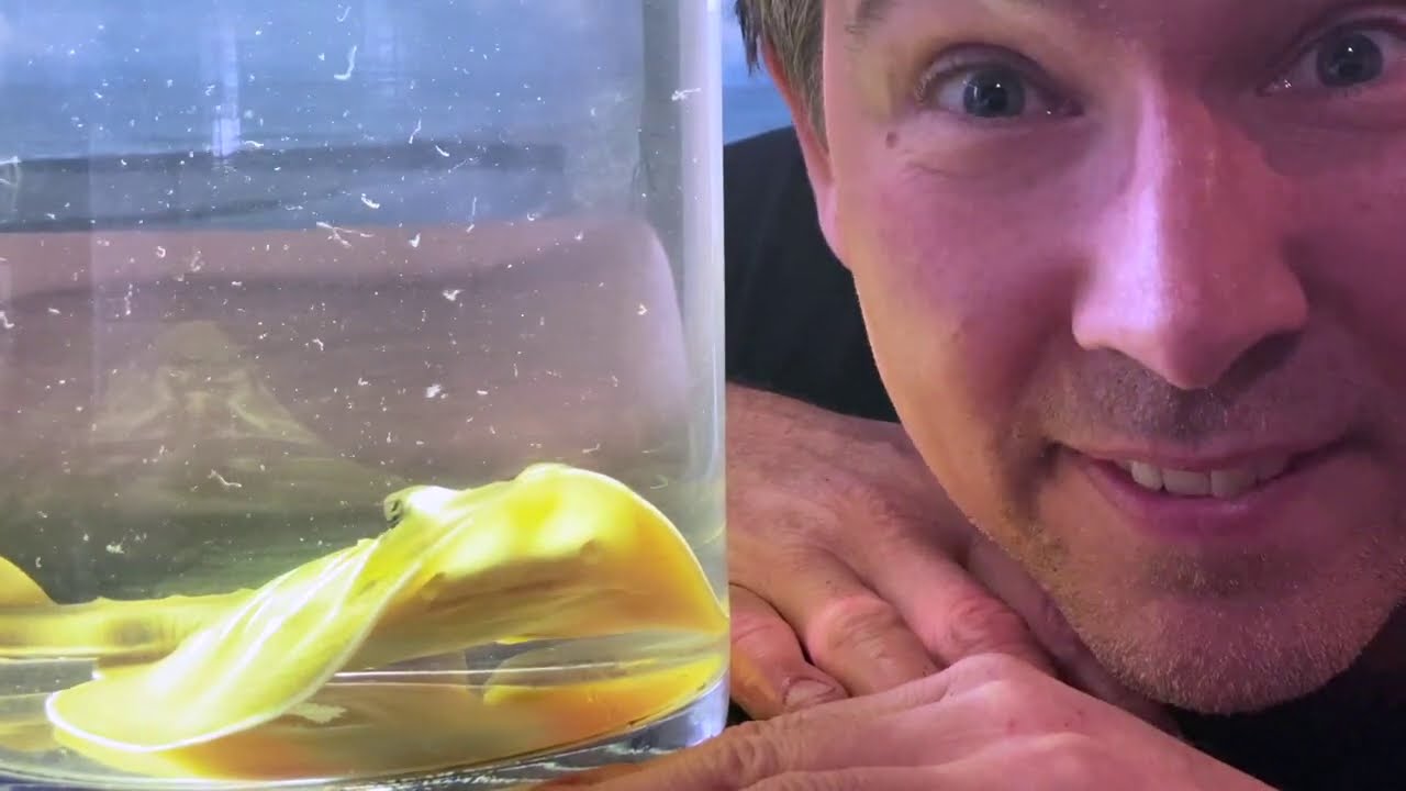 Manningham's Backyard Biodiversity: Banjo Ray