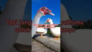 Entok Bertutur Salah di Caci#entok #viral #quotes #katakatabijak