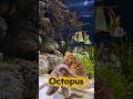Octopus பற்றி நாம் அறியாதவை#fyp #fact #viral #facts #trending #fypシ #allfacts #octopus #birds #pets