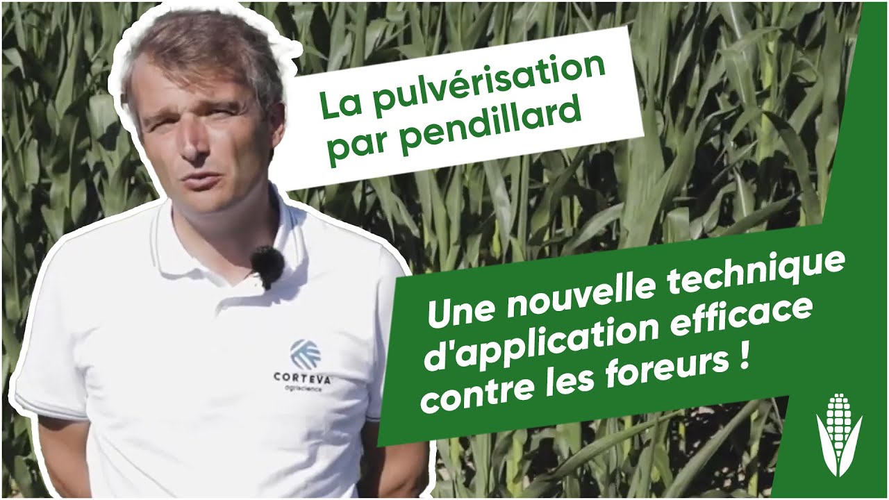 La pulvérisation par pendillard : une nouvelle technique d'application efficace contre les foreurs !