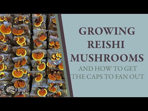 Reishi Mushroom Recipe