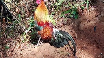 saib qaib dib qua zoo heev os0309985504 12/1/23