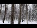 12.ПРОГУЛКА ПО ЗИМНЕМУ ЛЕСУ🌲🌲🌲