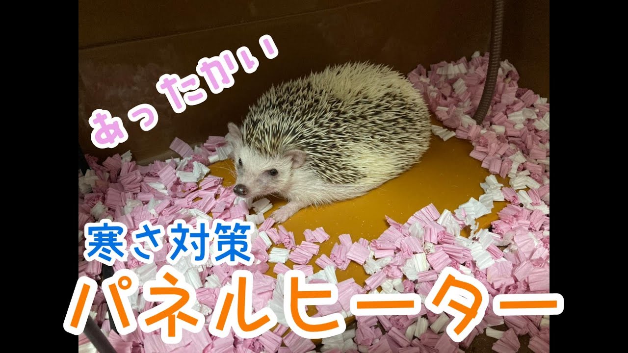 はりねずみの寒さ対策！【hedgehog's panel heater】 YouTube