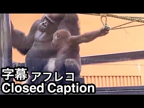 Ich bin auch stark! Kintaro drückt seinem Vater Momotaro gegenüber seine Tapferkeit aus????, Gorilla