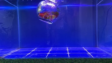 Video Tổng Hợp Động Vật Dễ Thương Đầy Màu Sắc,Hoa,Cây,Cá Mập,Rùa,Rắn,Cá Vàng,Cá Koi,Cá Trê,Cá Tỳ Bà