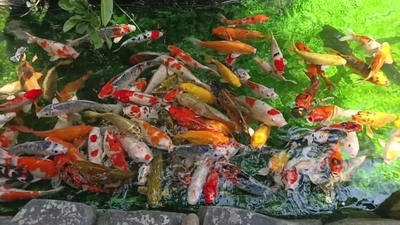 Autumn Leaves on Water I Relaxing Piano & Violin - Deep Sleep