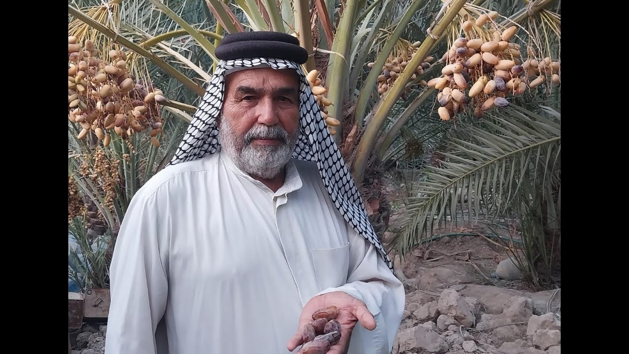 مشكلة ذبول حمل نخلة الحويز والعويد/الشيخ ابو نبراس