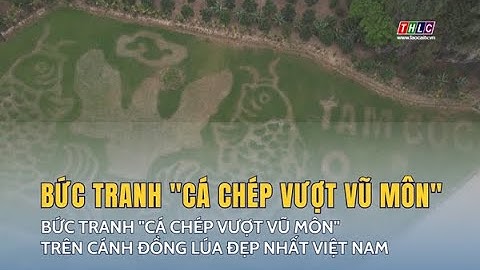 Bức tranh "Cá chép vượt vũ môn" trên cánh đồng lúa đẹp nhất Việt Nam | THLC