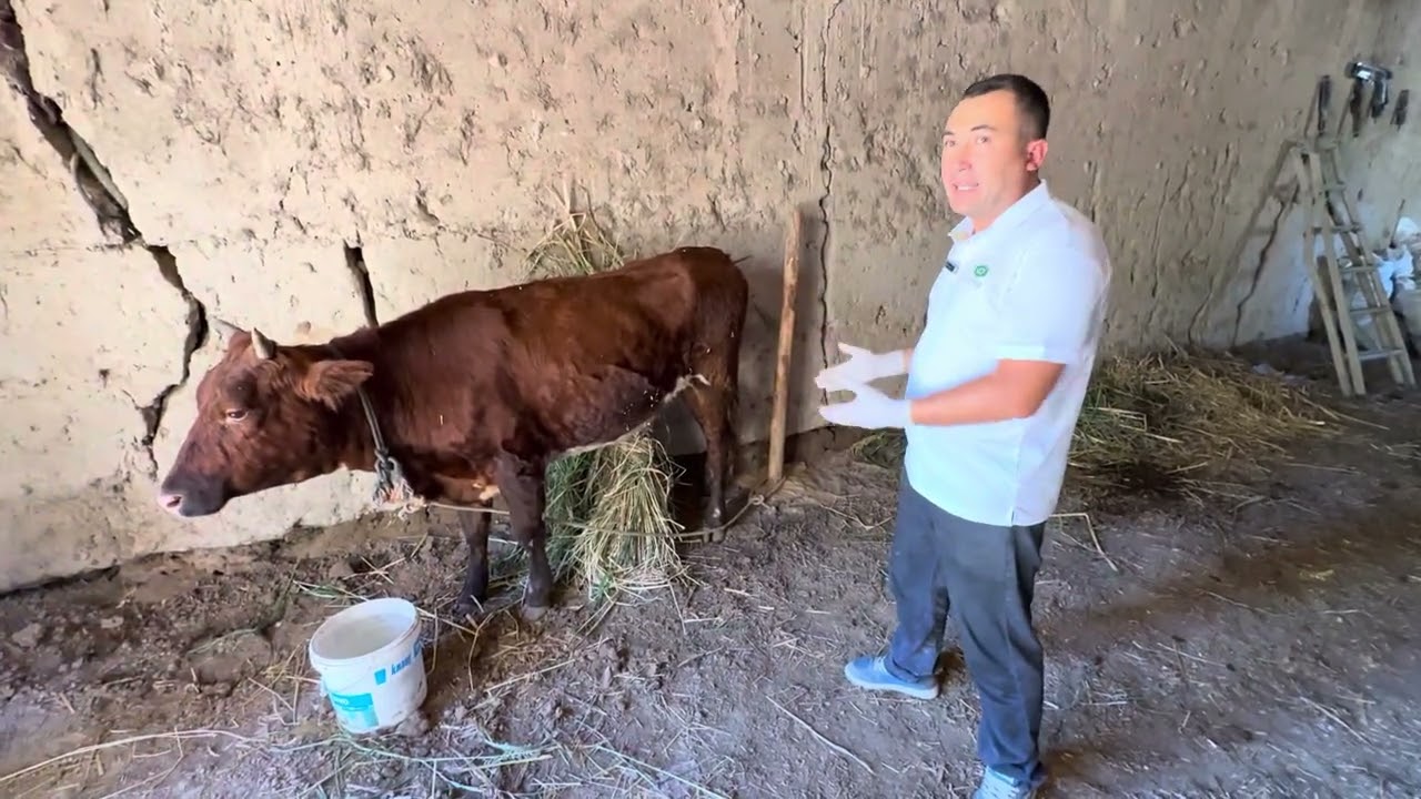 Тери касаллигини қандай даволасак бўлади?